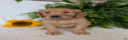 Golden Retriever dogs for sale: Honey  - Ad 3