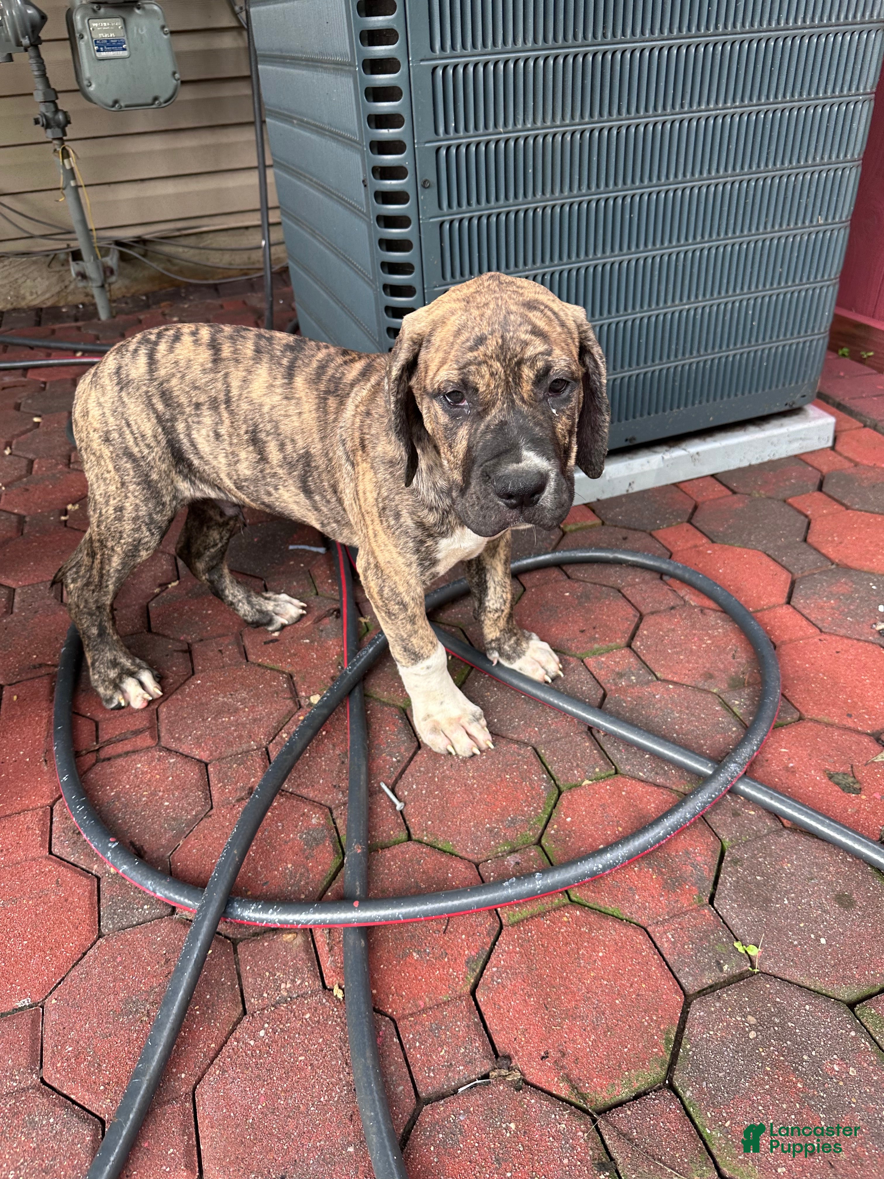 Presa Canario dogs Presa Canario 2 - Ad 10