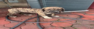 Presa Canario 2