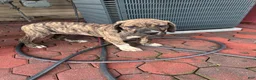 Presa Canario dogs for sale: Presa Canario 2 - Ad 1