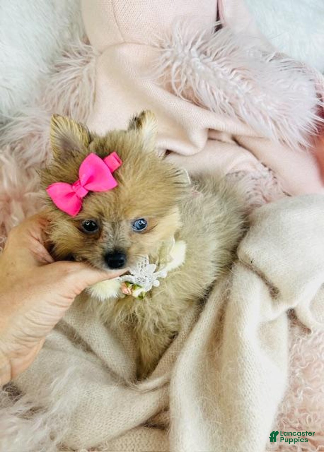 Pomeranian dogs for sale: Pomeranian Puppy 1 - Ad 4