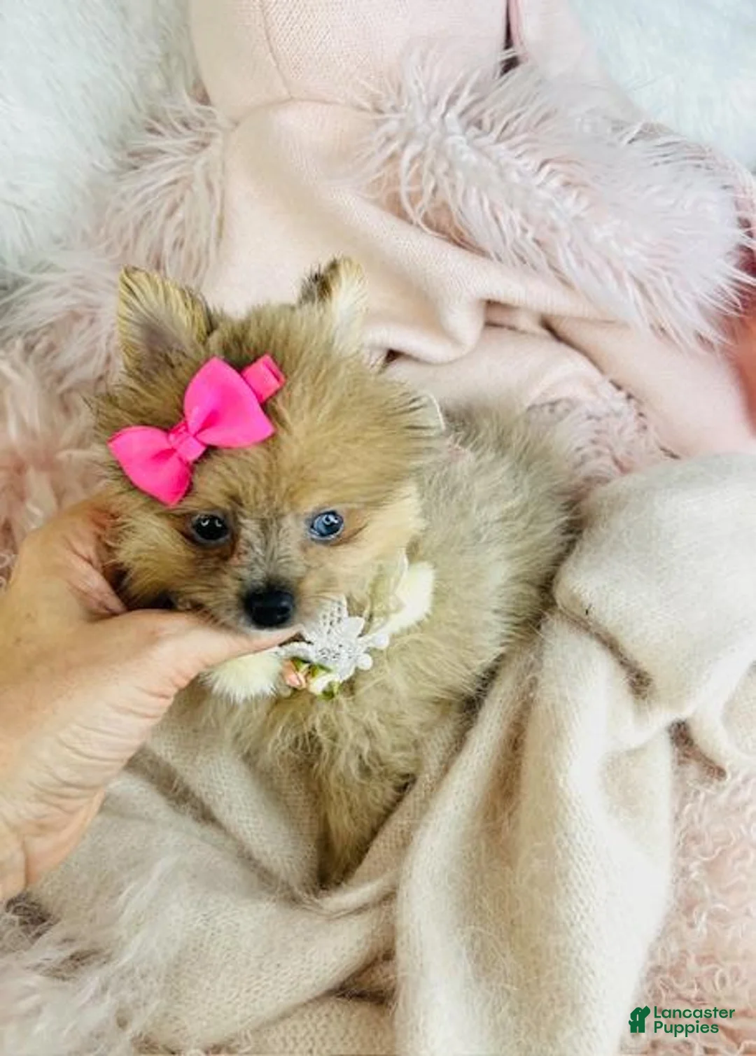 Pomeranian dogs for sale: Pomeranian Puppy 1 - Ad 4