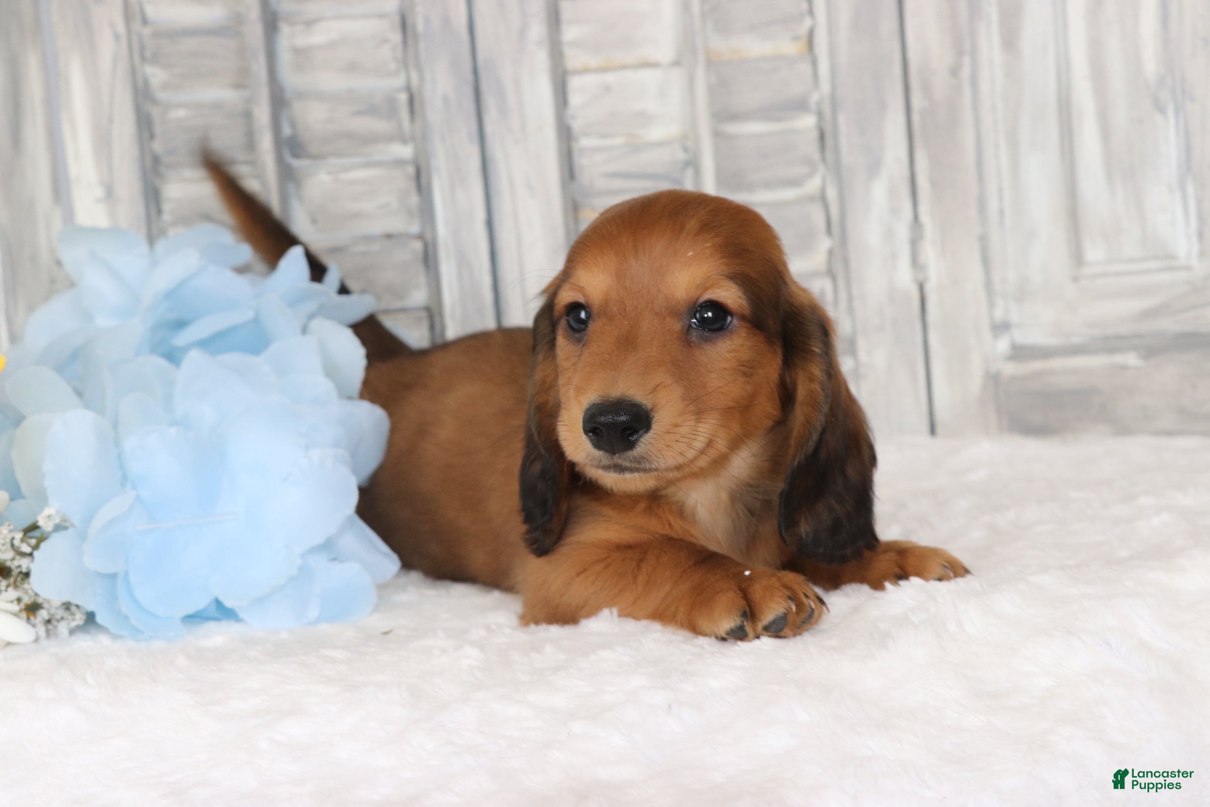 Dachshund dogs Pedro  - Ad 2