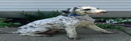 Goldendoodle dogs for sale: Macho-F1bb-Goldendoodle 2 - Ad 7