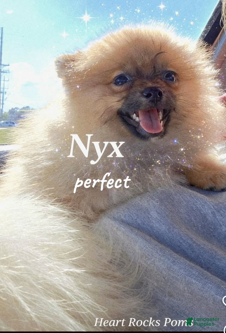 Pomeranian dogs NYX - F - Ad 1