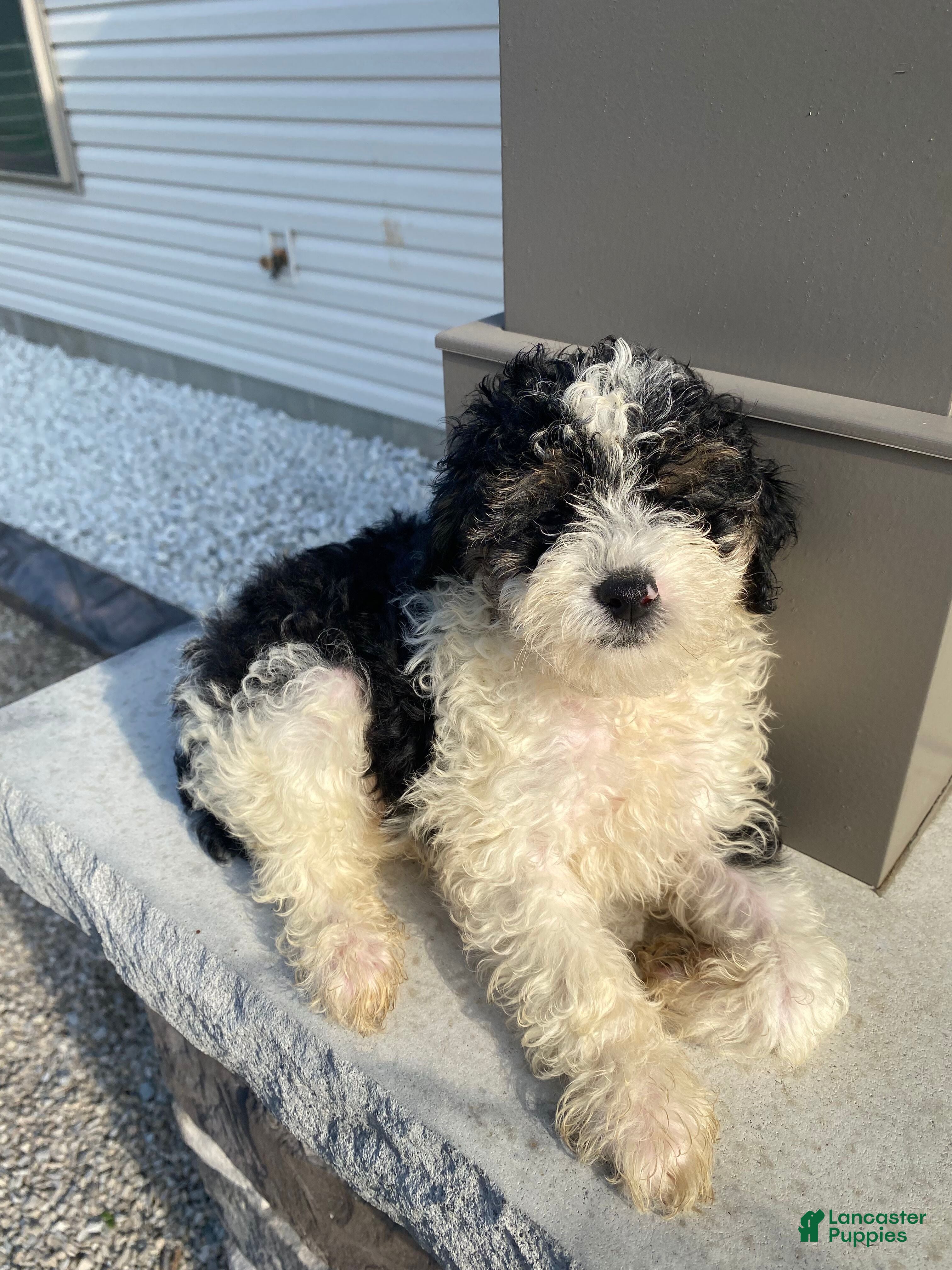 Miniature Poodle dogs Leo - Ad 2