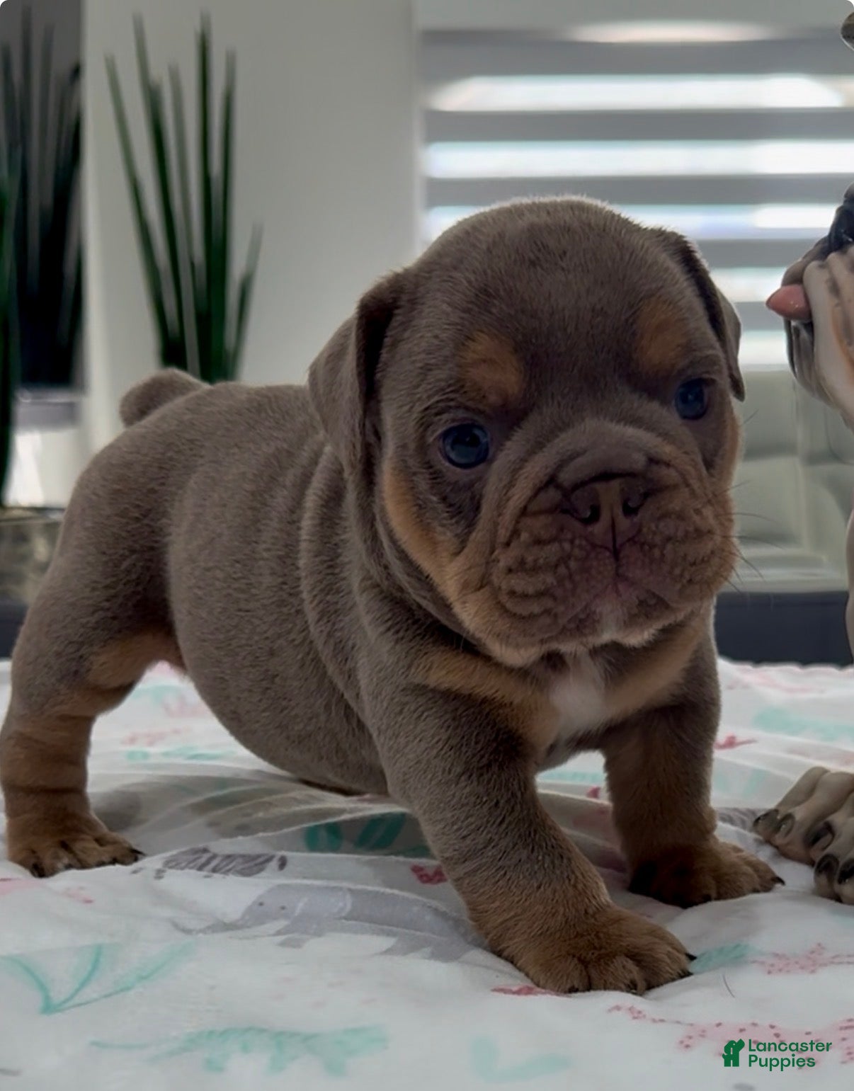 English Bulldog dogs for sale: Ulises - Ad 1