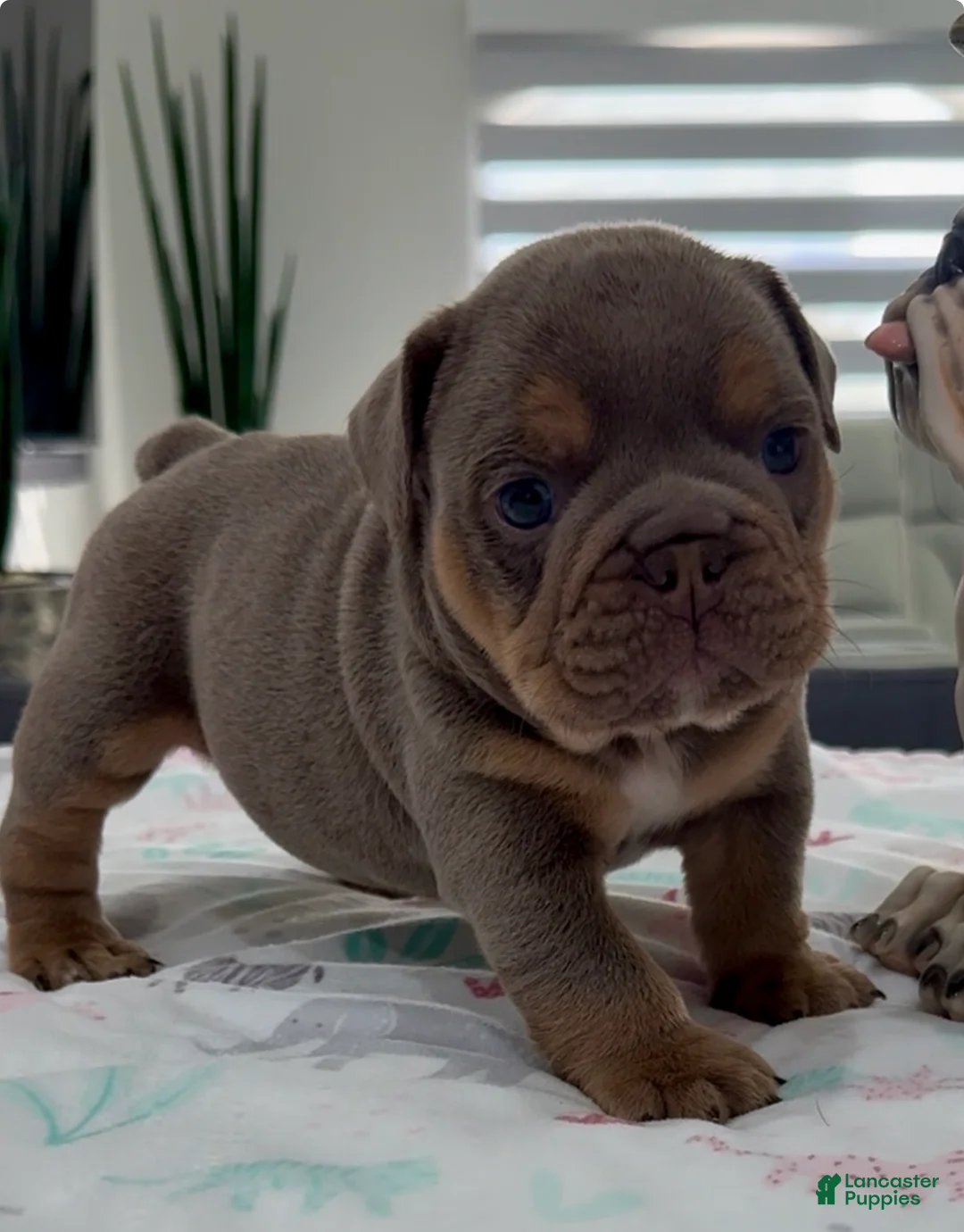 English Bulldog dogs for sale: Ulises - Ad 1