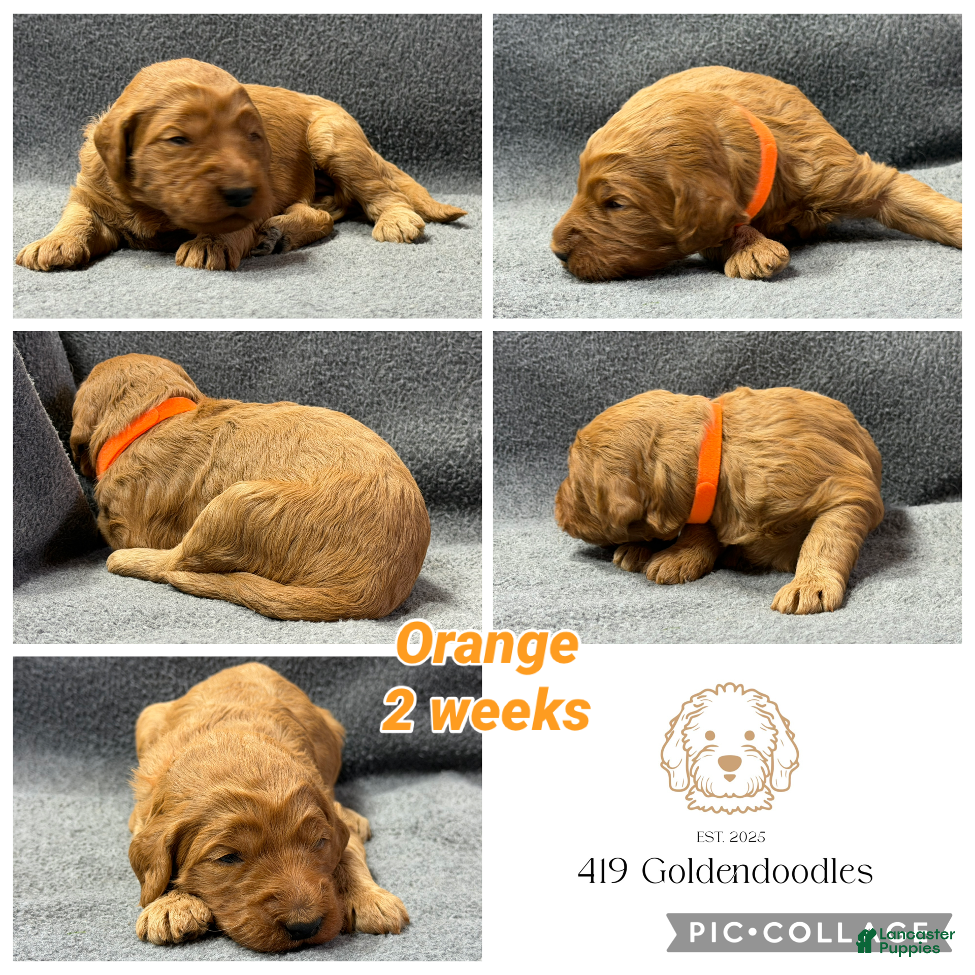 Goldendoodle dogs for sale: Orange - Goldendoodle Puppy 9 - Ad 3