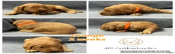 Goldendoodle dogs for sale: Orange - Goldendoodle Puppy 9 - Ad 1