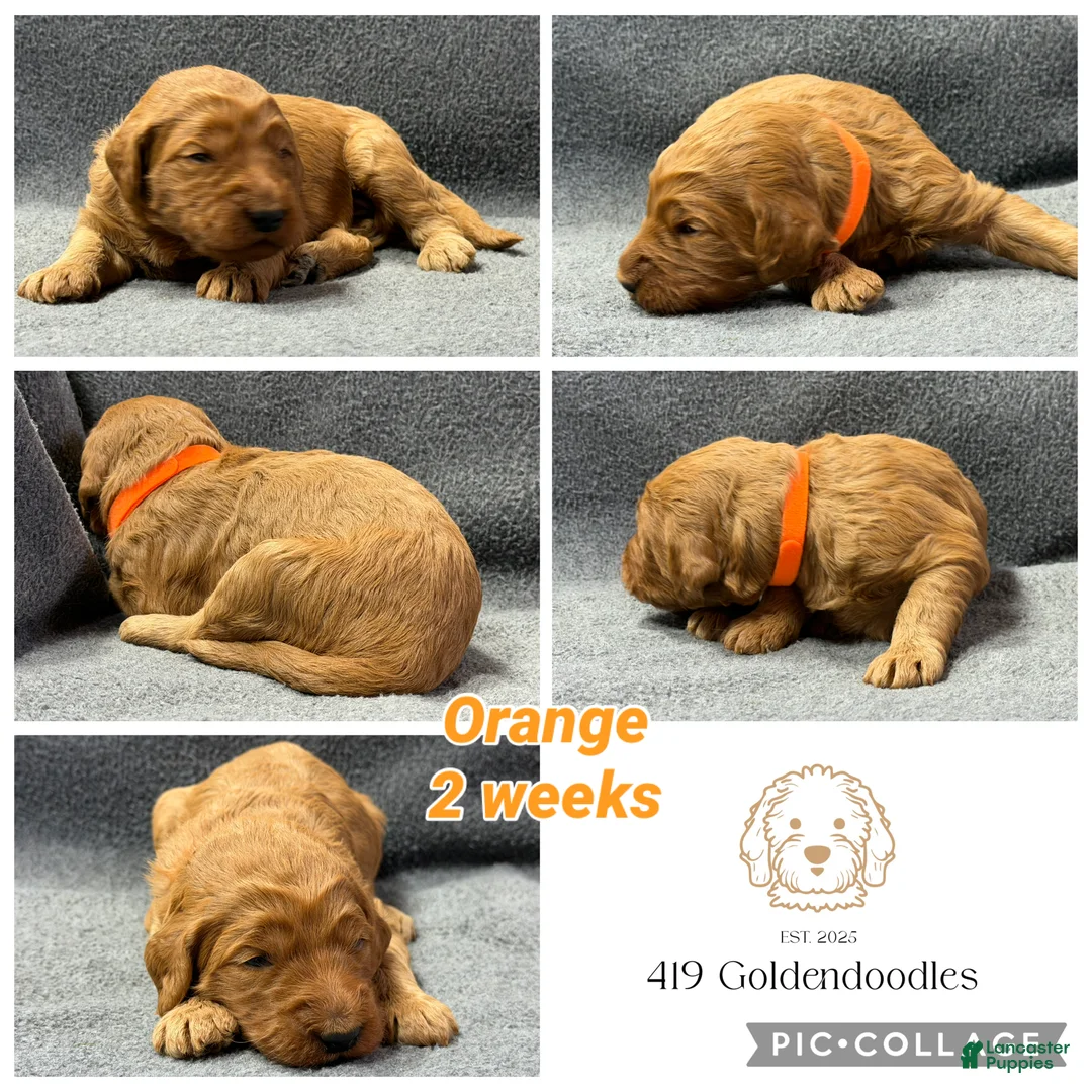 Goldendoodle dogs for sale: Orange - Goldendoodle Puppy 9 - Ad 1