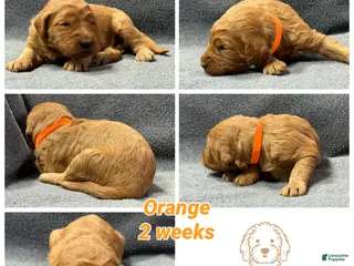 Goldendoodle dogs for sale: Orange - Goldendoodle Puppy 9 - Ad 3
