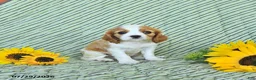 Cavalier King Charles Spaniel dogs for sale: Travis - Ad 2