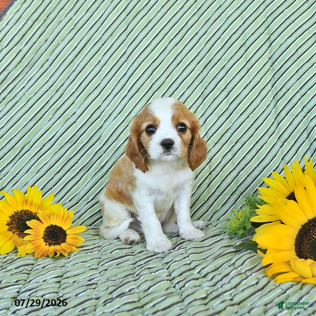 Cavalier King Charles Spaniel dogs for sale: Travis - Ad 2