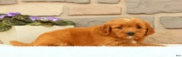 Mini Goldendoodle dogs for sale: Carmella - Ad 8