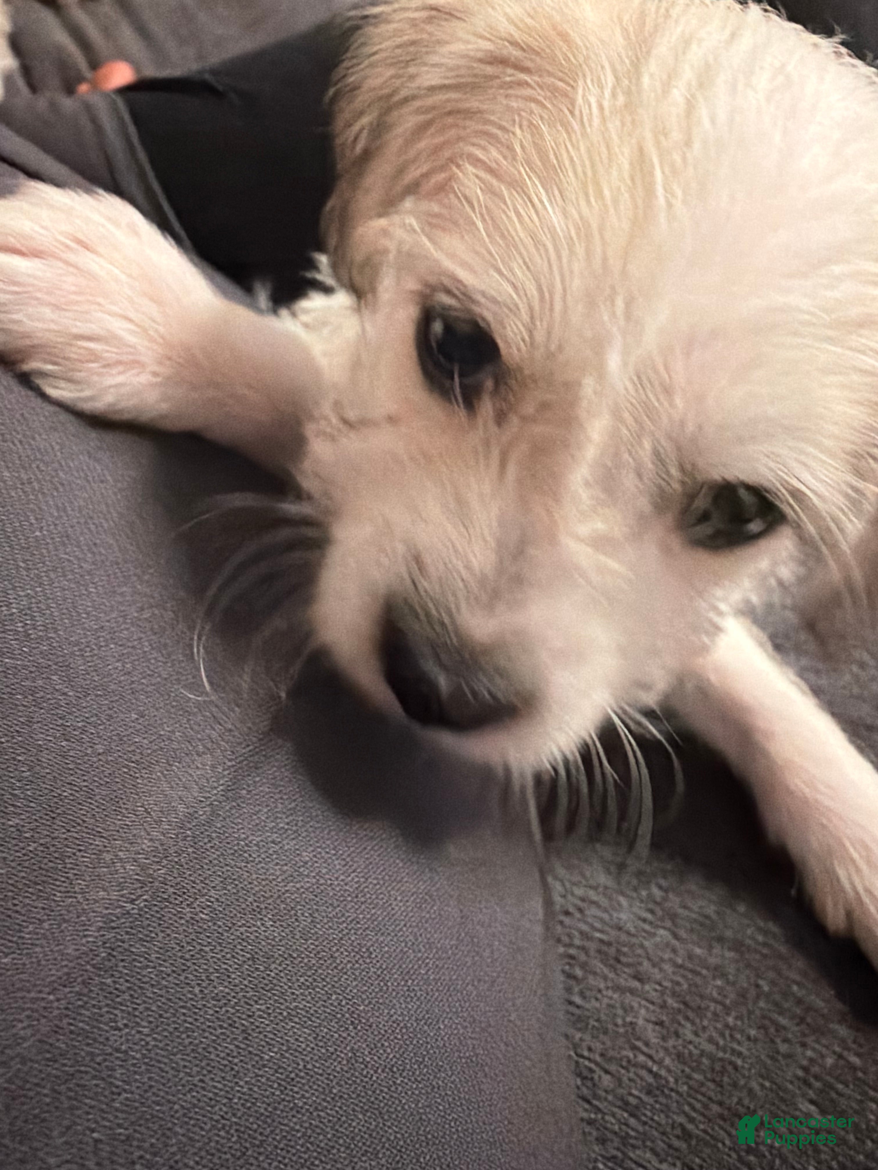 Maltipoo dogs Maltipoo 5 - Ad 2