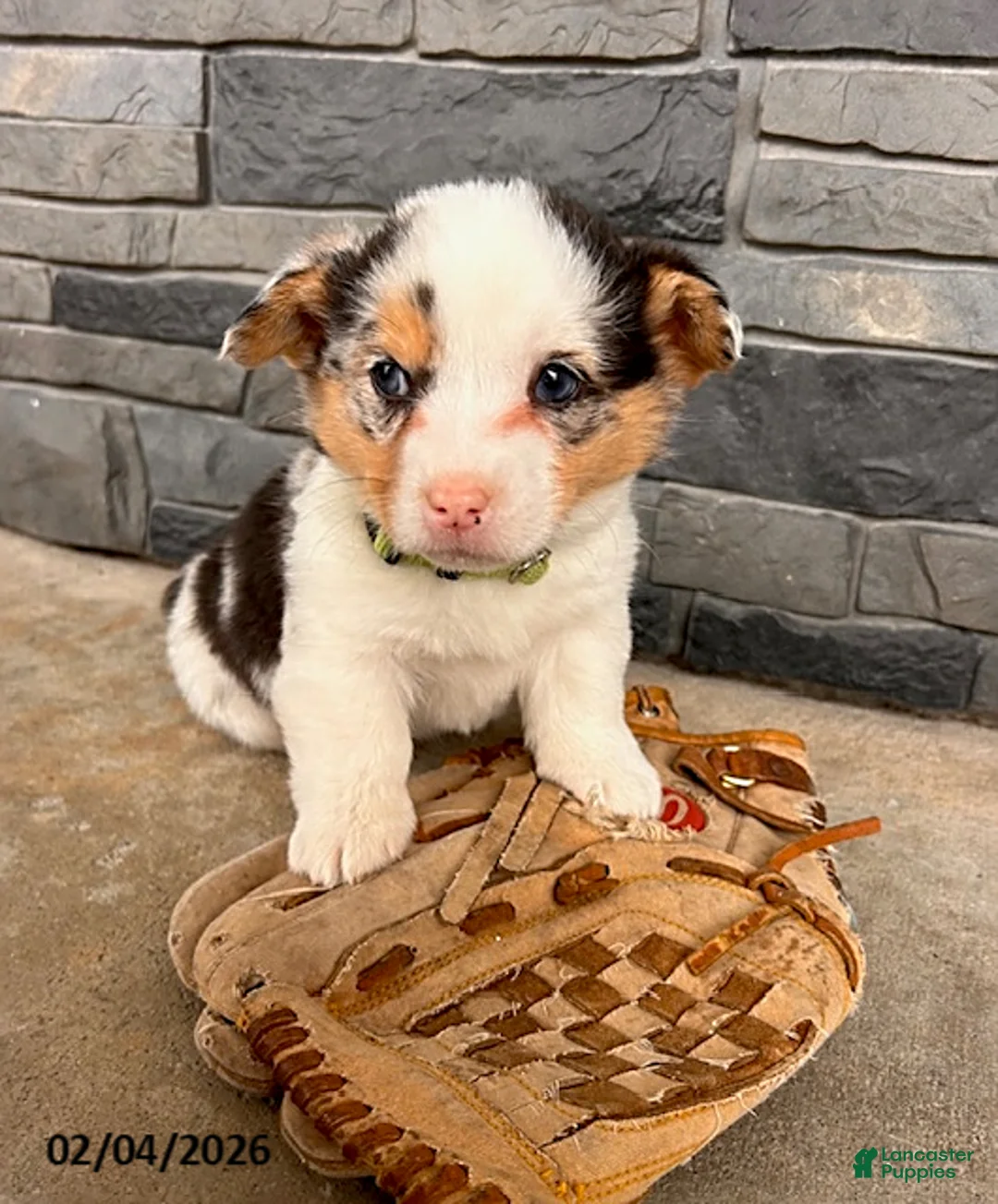 Welsh Corgi Pembroke dogs for sale: Dominic - Ad 1