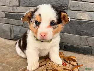 Welsh Corgi Pembroke dogs Dominic - Ad 26