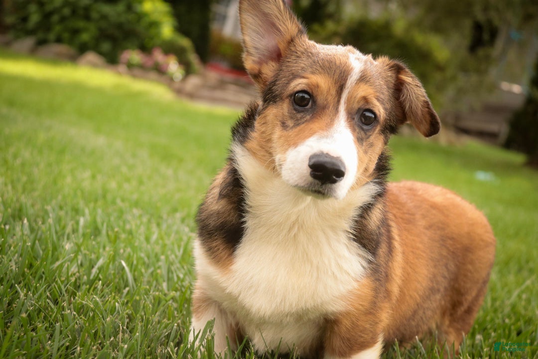 Pembroke Welsh Corgi (Pembroke Corgi, Male) in Rochester, IN