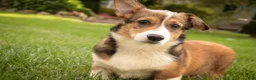 Welsh Corgi Pembroke dogs for sale: Apple Jacks Welsh Corgi Pembroke  - Ad 4