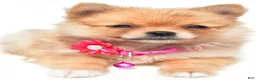 Pomeranian dogs for sale: Sadie - Ad 4