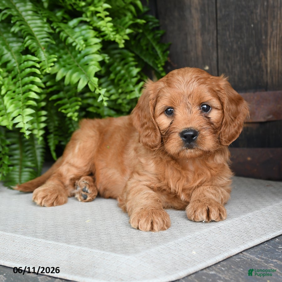 Cavapoo dogs Tyrian - Ad 2