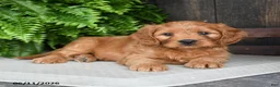 Cavapoo dogs for sale: Tyrian - Ad 2
