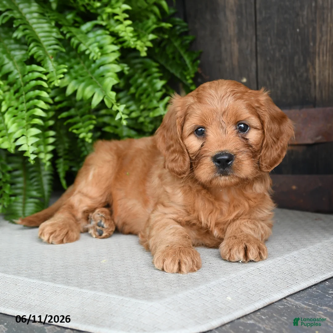 Cavapoo dogs for sale: Tyrian - Ad 2