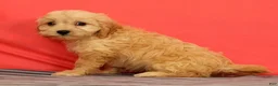 Cavapoo dogs for sale: Violet - Ad 5