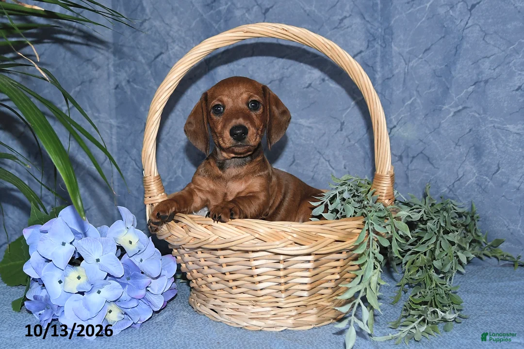 Miniature Dachshund dogs for sale: Hunter - Ad 1