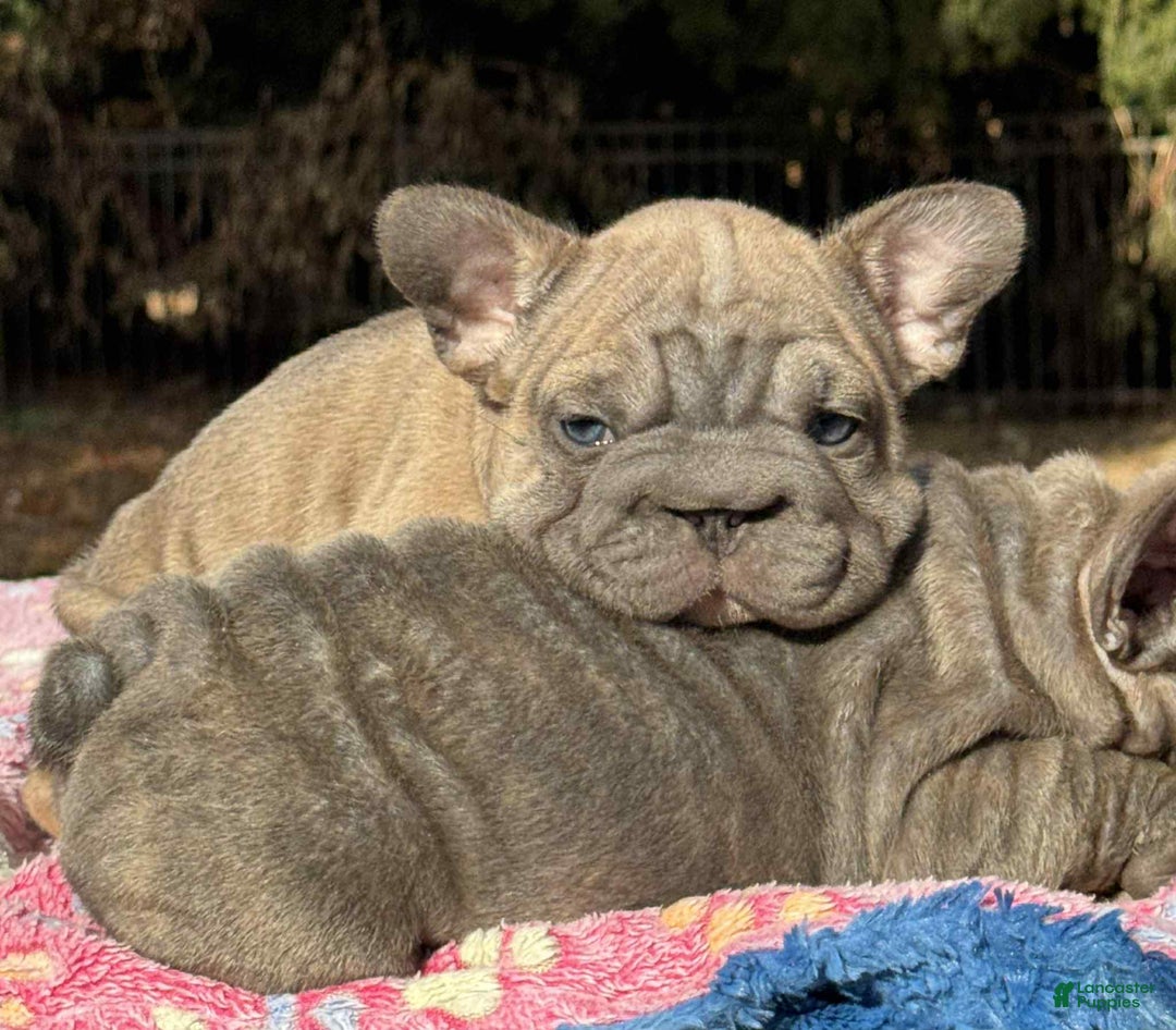 French Bulldog dogs for sale: Plum  - Ad 3