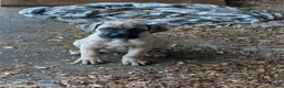 Cane Corso dogs for sale: N/a - Ad 1