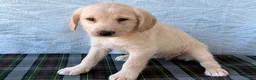 Labradoodle dogs for sale: Labradoodle 6 - Ad 4