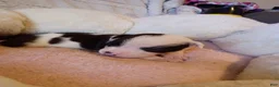 Mixed Breed dogs for sale: Mixed Breed Puppy 8 - Ad 2