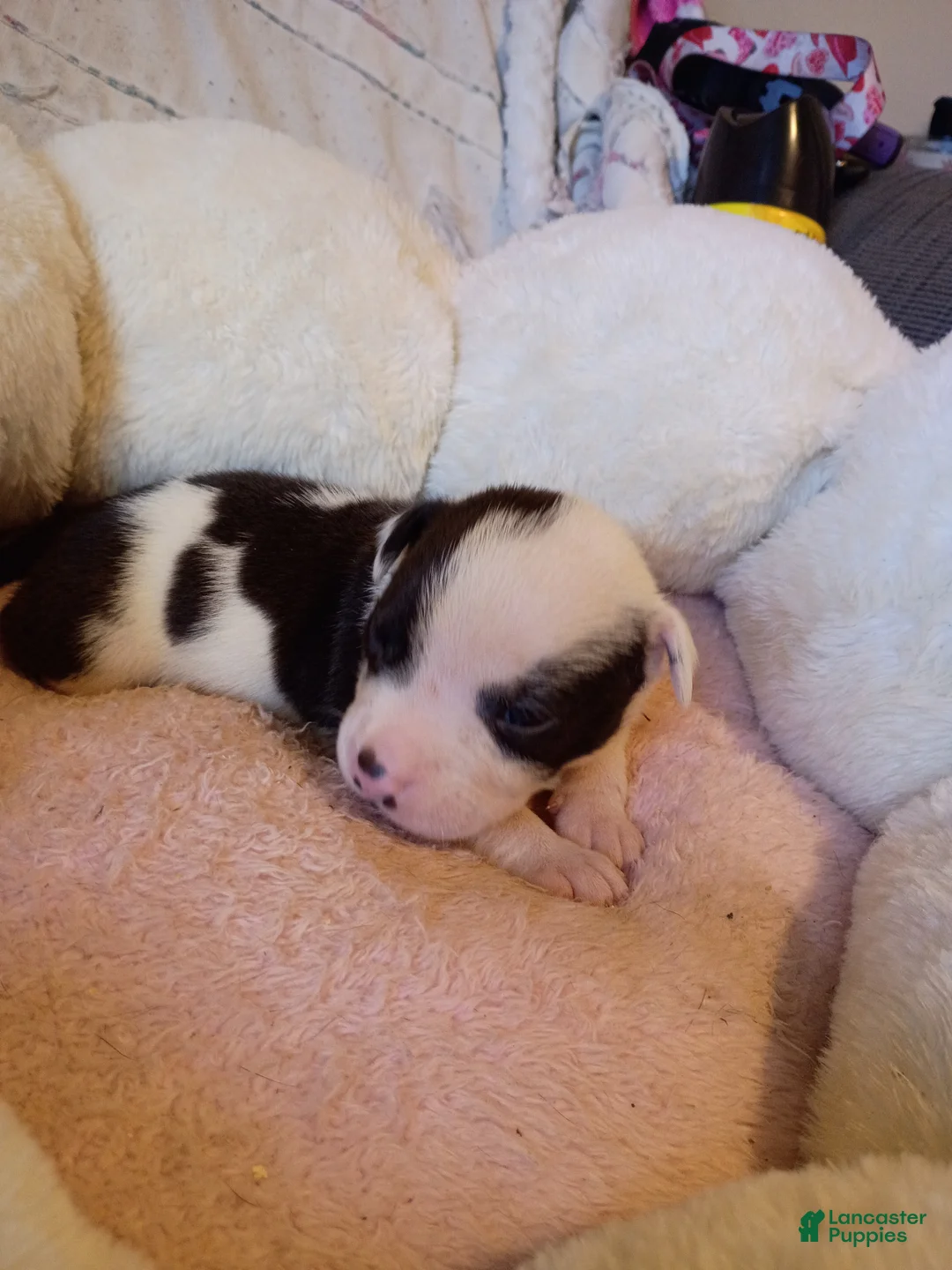 Mixed Breed dogs for sale: Mixed Breed Puppy 8 - Ad 2