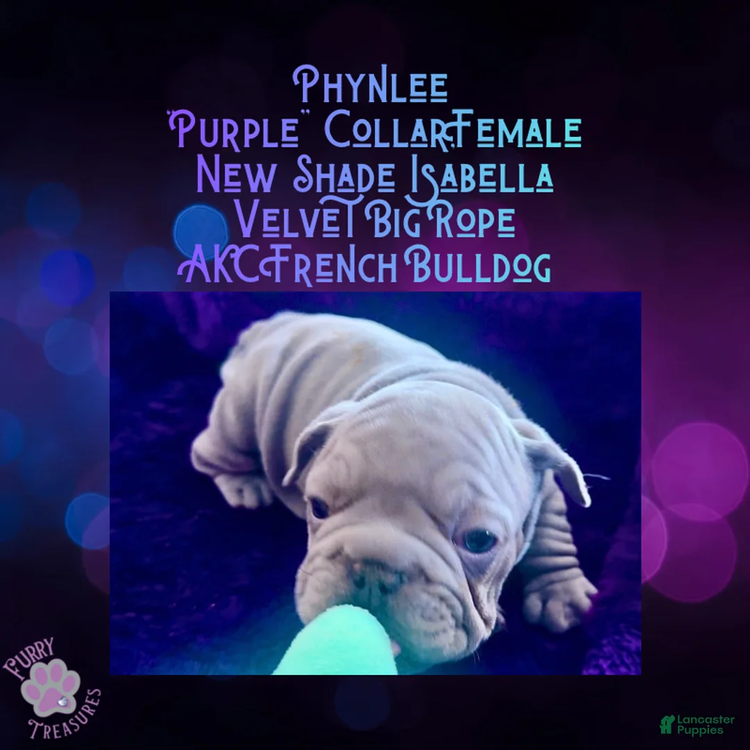 French Bulldog dogs for sale: Phynlee “Purple Collar”, Female  - Ad 2