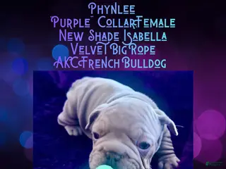 French Bulldog dogs Phynlee “Purple Collar”, Female - Ad 40