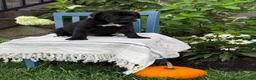 Cane Corso dogs for sale: Dottie - Ad 14