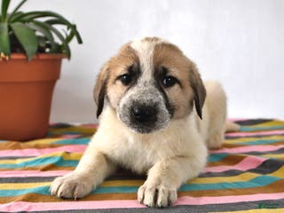 Mixed Breed dogs Lilly - Ad 4