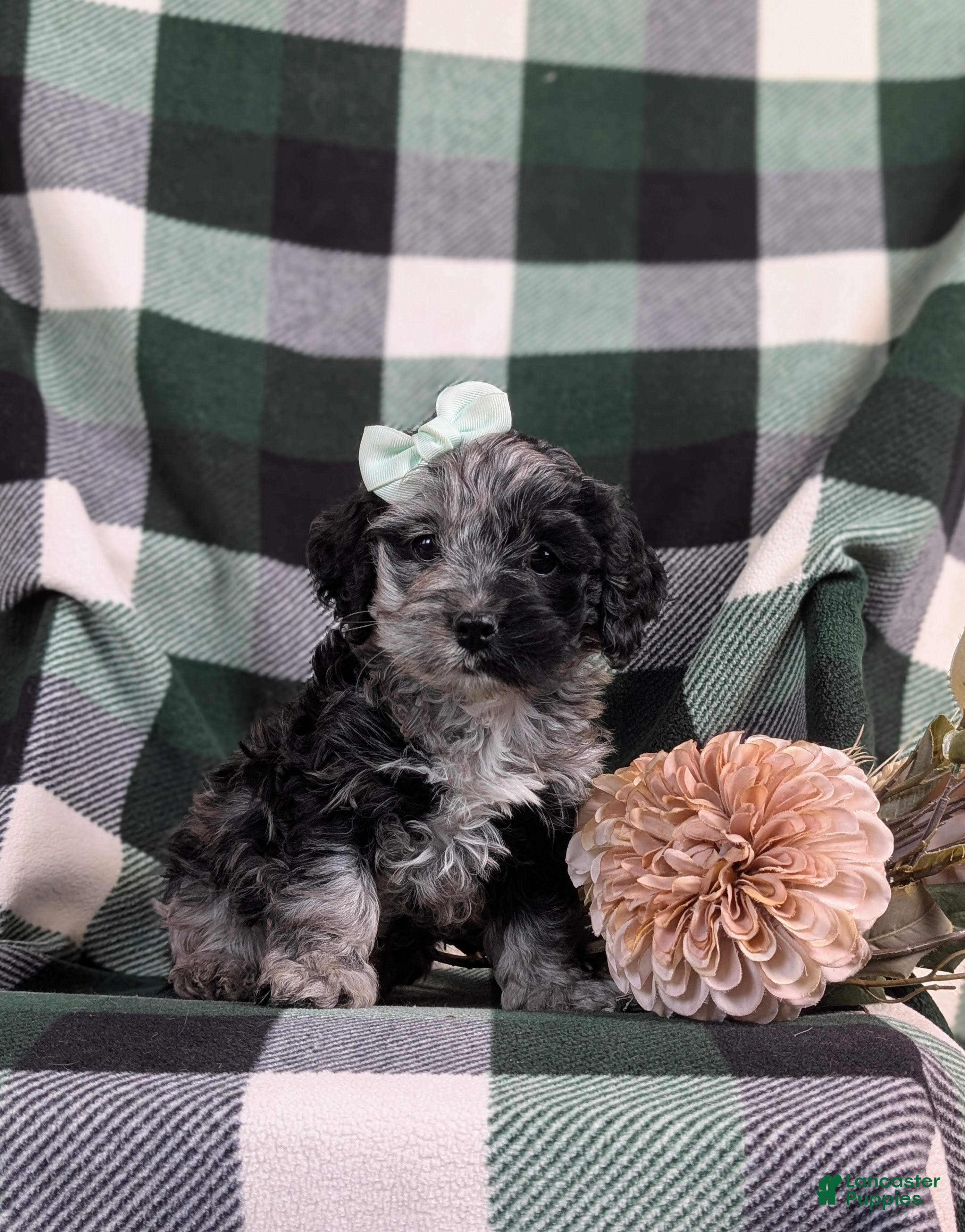 Cockapoo dogs Kendra - Ad 2