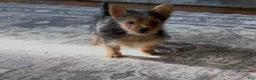 Yorkshire Terrier dogs for sale: Yorkshire Terrier 2  - Ad 3