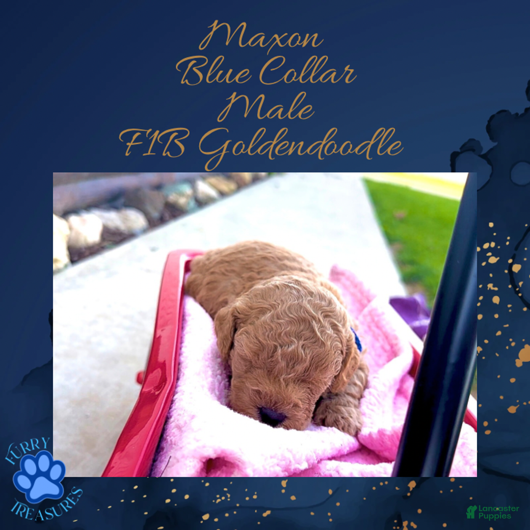 Goldendoodle dogs for sale: Maxon “ Blue Collar” Male - Ad 13