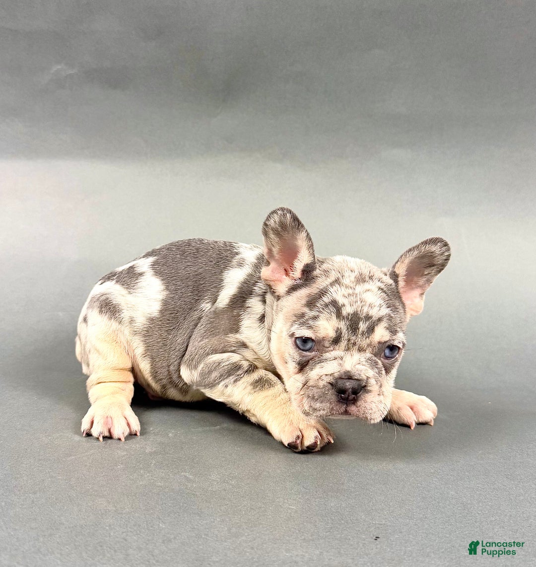 French Bulldog dogs for sale: Denver - Ad 7