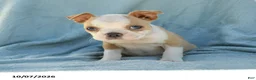 Boston Terrier dogs for sale: Simba - Ad 3