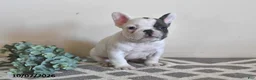French Bulldog dogs for sale: Grace - Ad 4