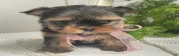 Yorkshire Terrier dogs for sale: Cali - Ad 2