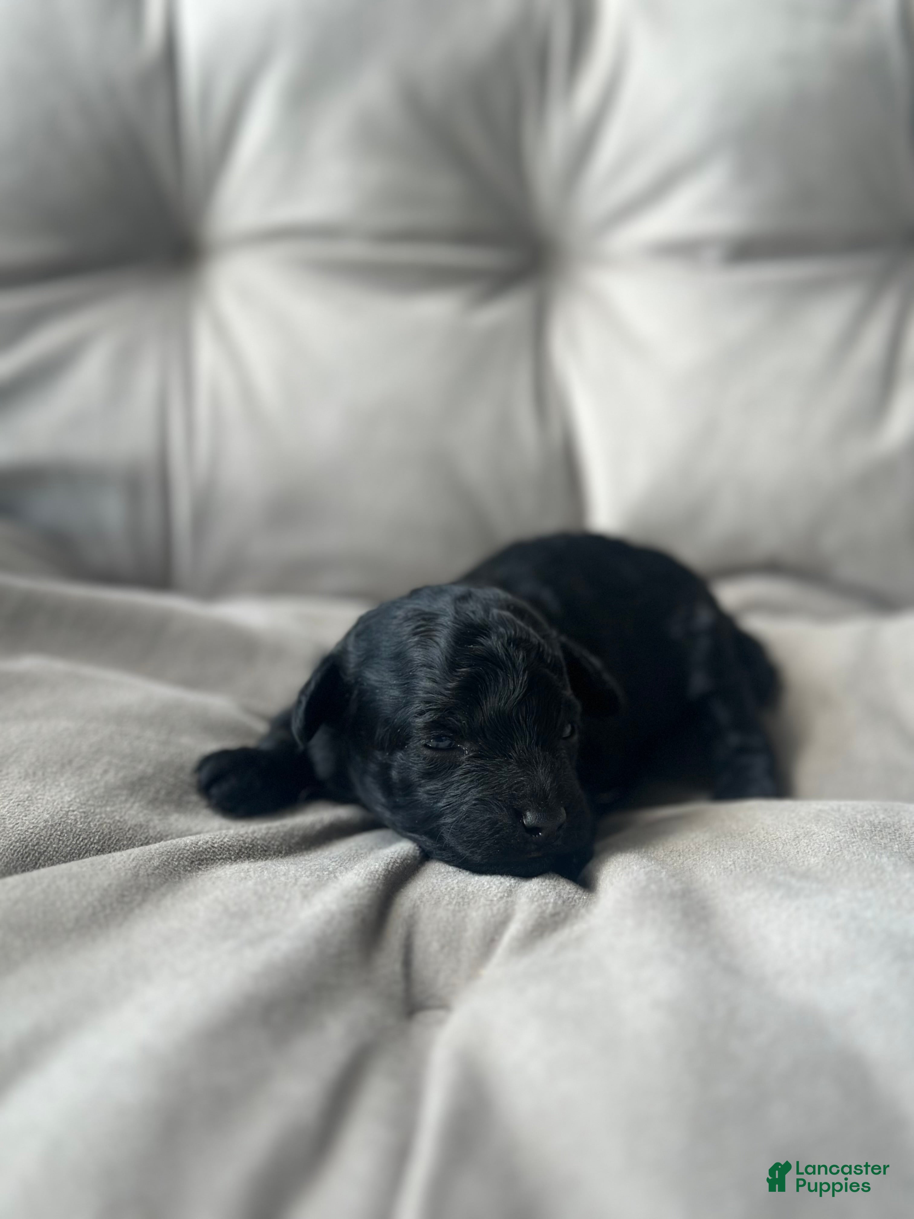 Toy Poodle dogs AKC Coal - Ad 33