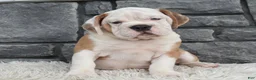 Beabull dogs for sale:  Bubba - Ad 6