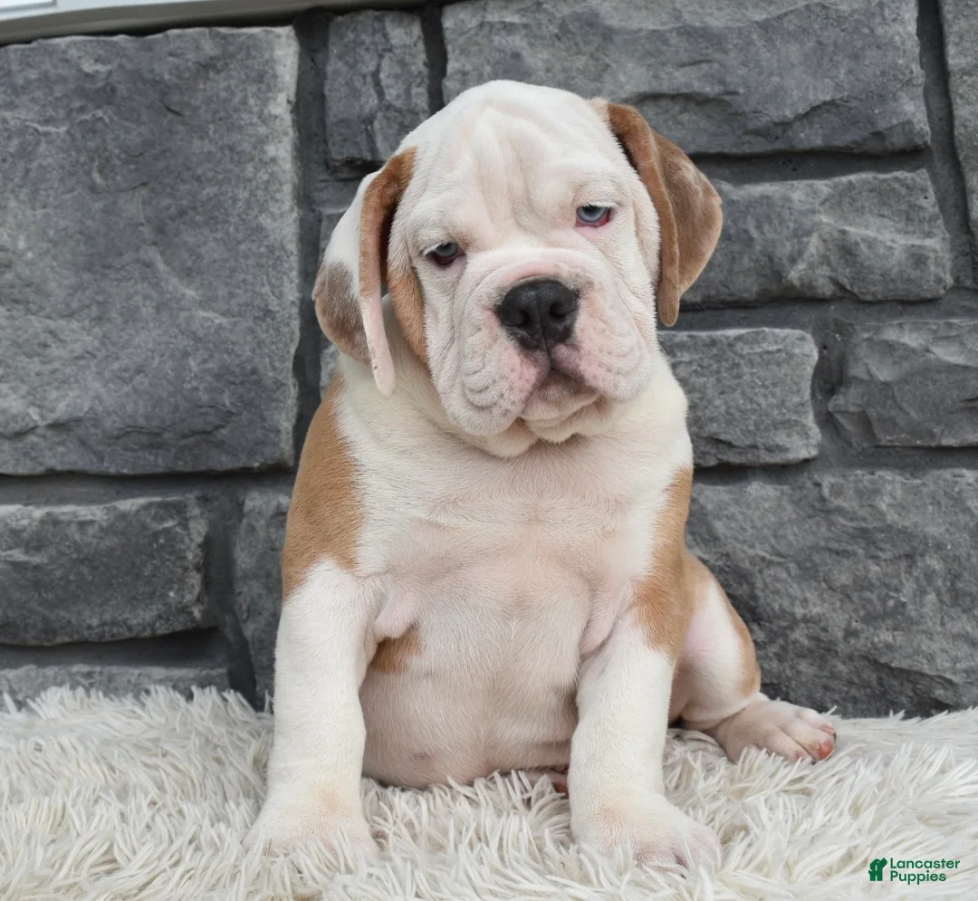 Beabull dogs for sale:  Bubba - Ad 6