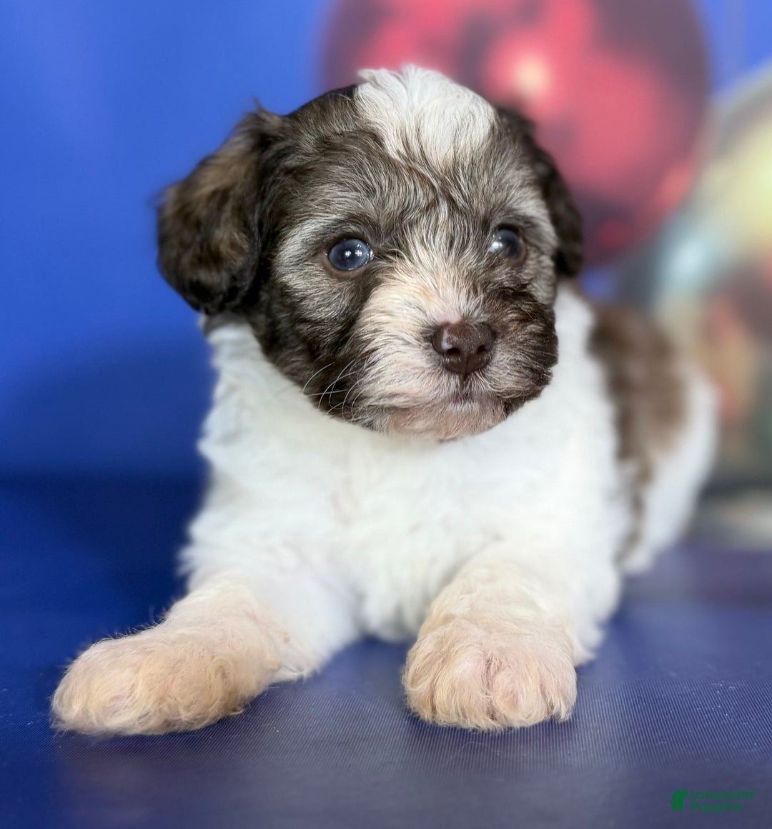 Mixed Breed dogs for sale: Blizzard - Ad 4